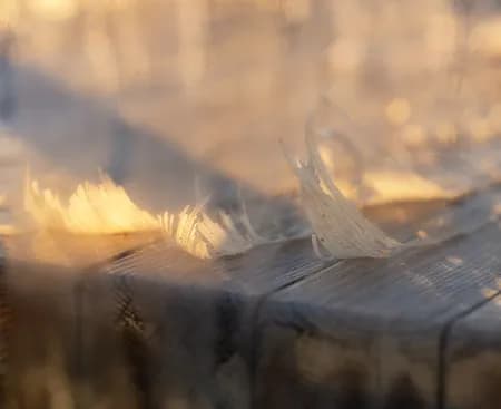 Peeling wood