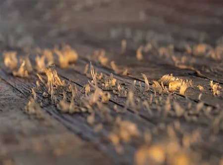 Peeling wood