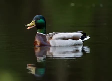 Common Mallard ( Anas platyrhynchos )