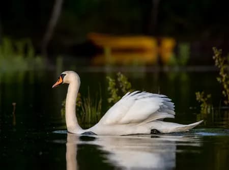 Mute swan ( Cygnus olor )