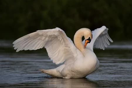 Mute swan ( Cygnus olor )