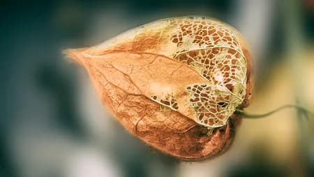 Ashwagandha ( Withania somnifera )