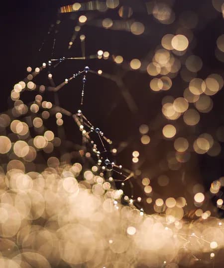 Autumn Web Macro 2