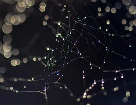 Autumn Web Macro 3