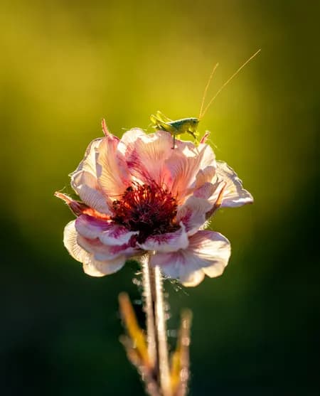 Avens - Geum 'Mai Tai'