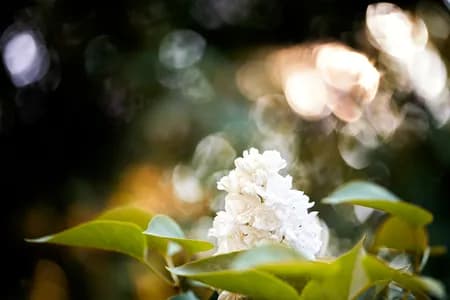 Common white lilac ( Syringa vulgaris )