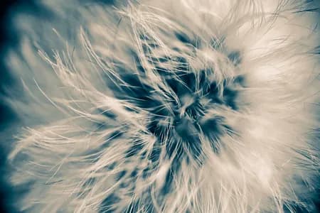 Dandelion-Taraxacum-mongolicum