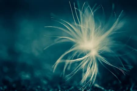 Dandelion-Taraxacum-mongolicum