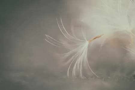Dandelion-Taraxacum-mongolicum