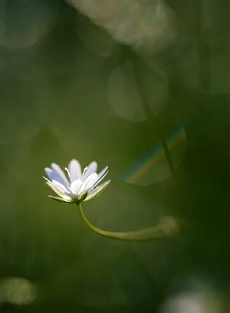 Deep in the grass 2024