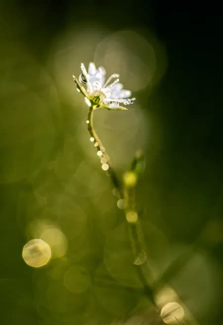 Deep in the grass 2024