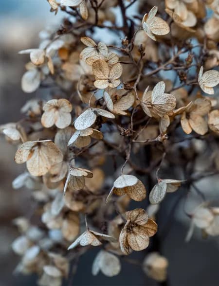 Hydrangea Paniculata