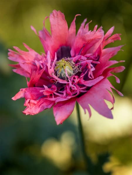 Papaver somniferum 'Paeoniflorum'