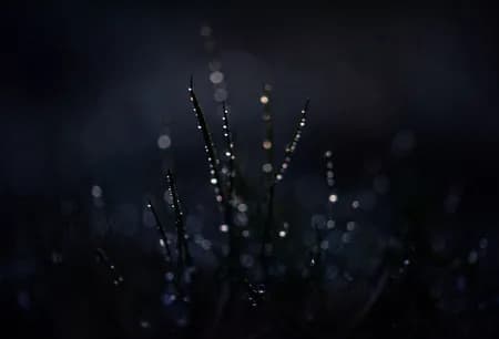 Grass On the night