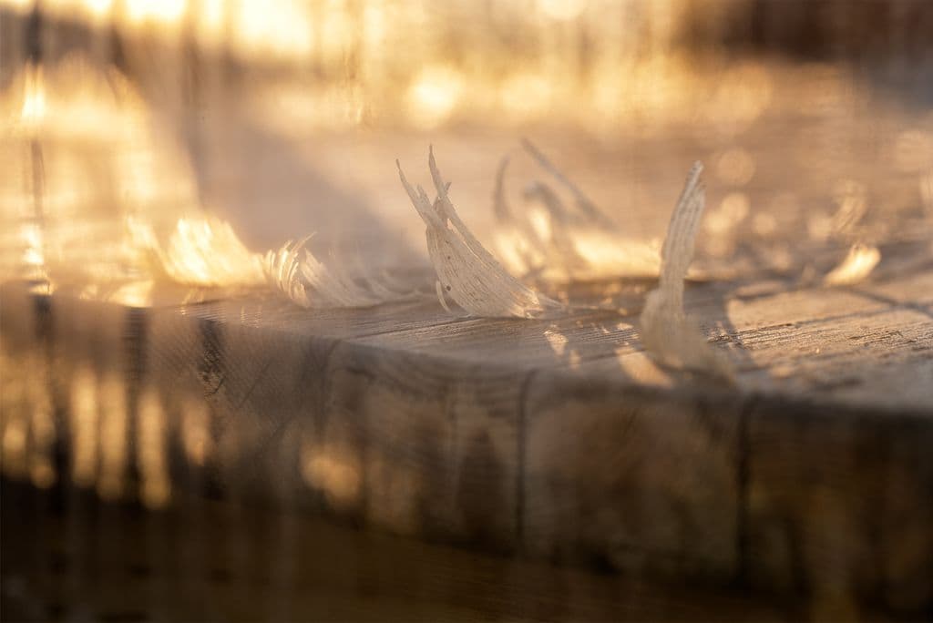 Peeling wood