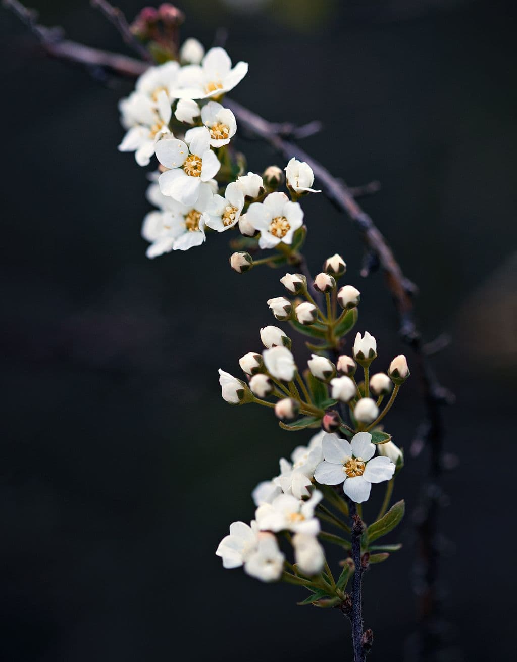 Apple Blossom