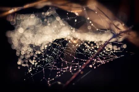 Autumn Web Macro
