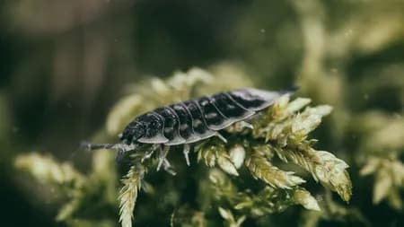 Oniscus ( Oniscus asellus )