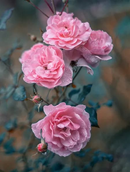 Pink roses