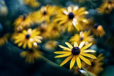 Rudbeckia