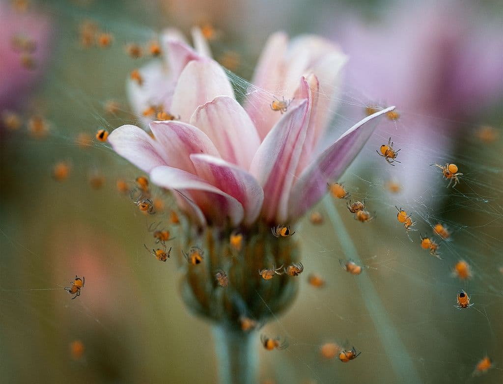 Spiders mess