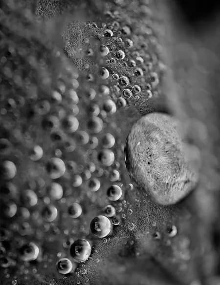 Water drops Black and White