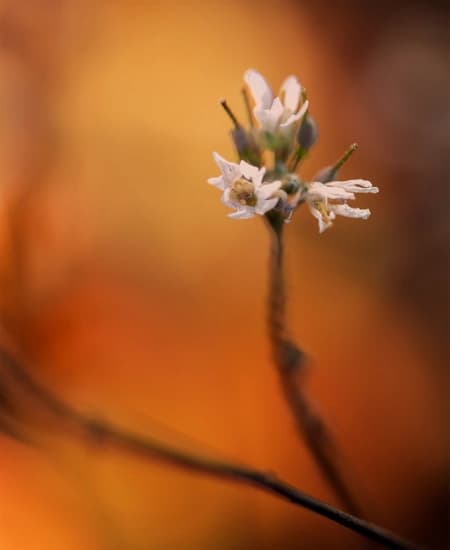 Thale cress (Arabidopsis thaliana (L.) Heynh.)
