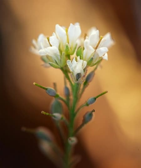 Thale cress (Arabidopsis thaliana (L.) Heynh.)