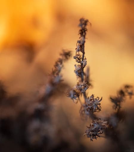Withering Goldenrod Solidago