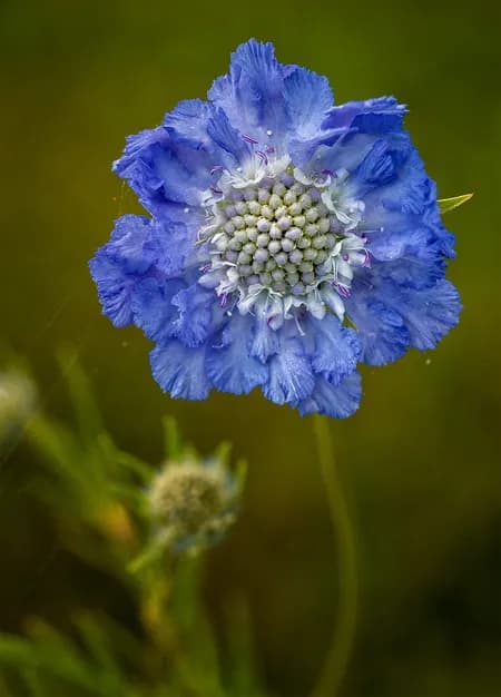 Pincushion Flower ( Scabiosa caucasica St fa )
