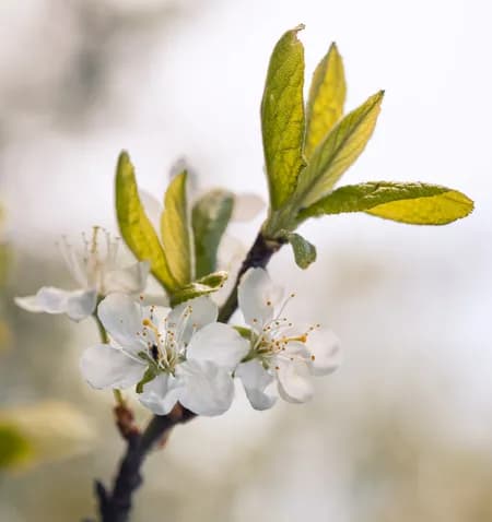 Apple blossom tree 2024