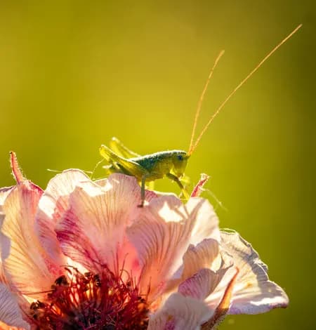 Avens - Geum 'Mai Tai'