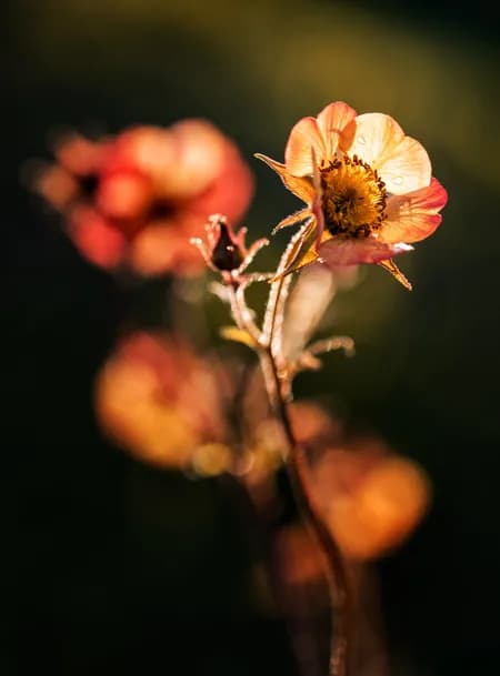 Avens - Geum 'Mai Tai'