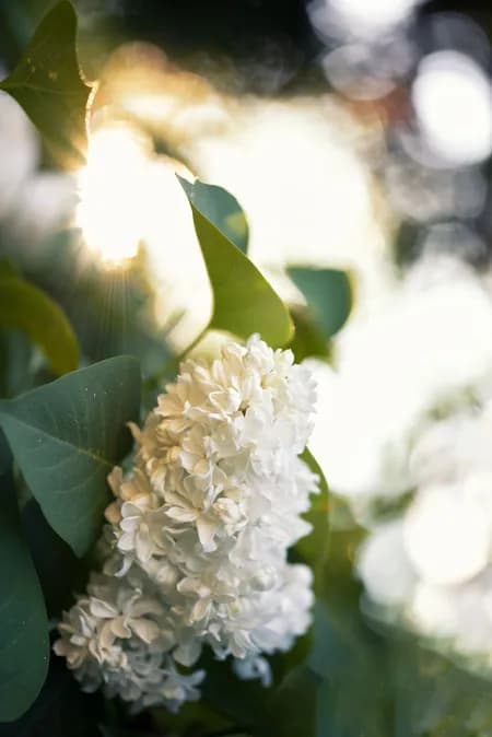 Common white lilac ( Syringa vulgaris )