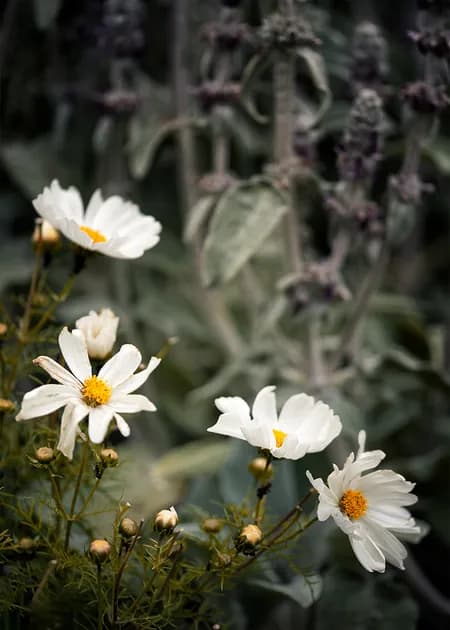 Cosmos Flowers ( Bipinnatus )