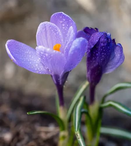 Crocus ( Crocus sativus )