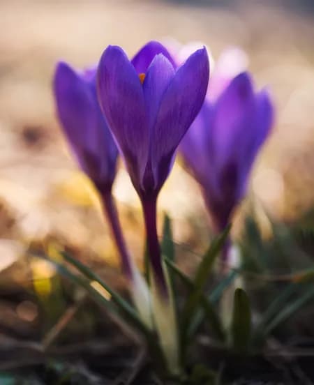 Crocus ( Crocus sativus )