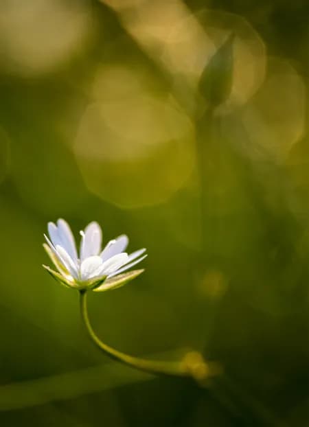 Deep in the grass 2024