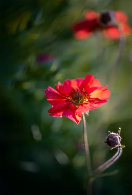 Geum 'Fiery Tempest'