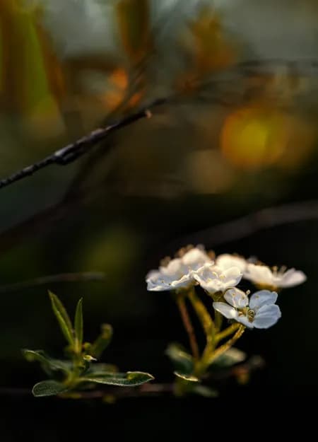 Meadowsweet (Spiraea or Filipendula species)