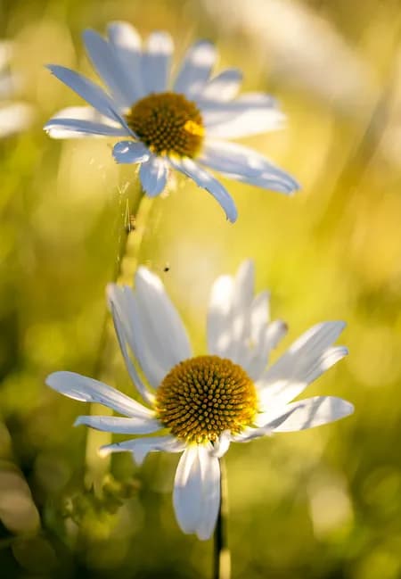 Oxeye daisy (Leucanthemum vulgare)