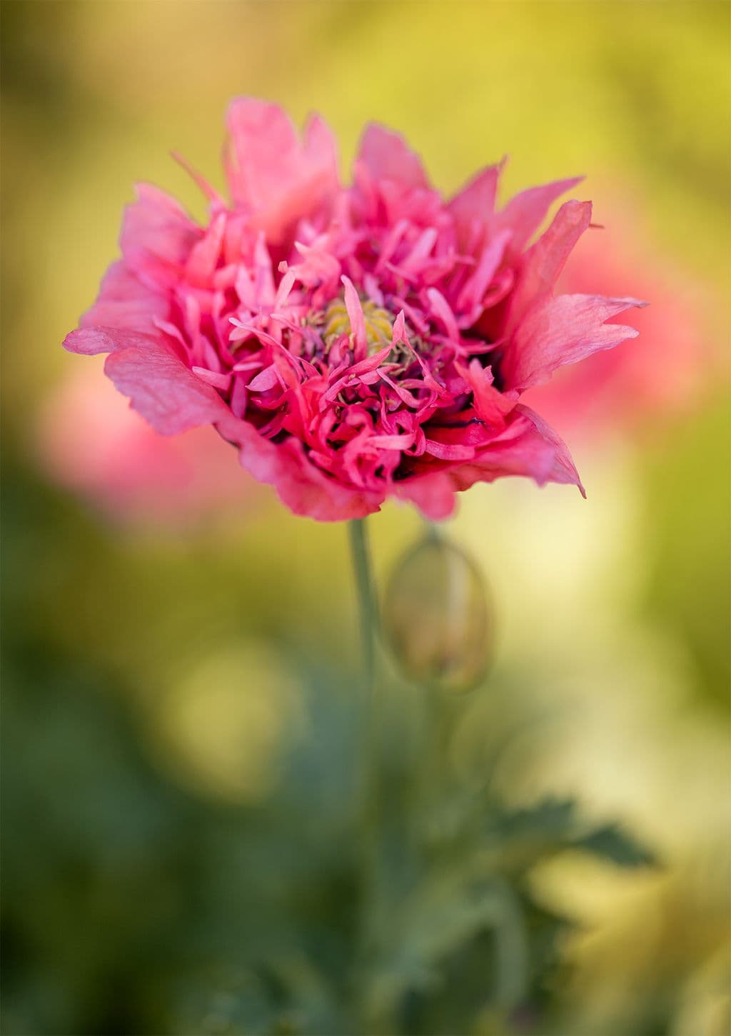 Papaver somniferum 'Paeoniflorum'