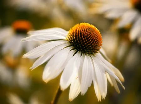 Purple Coneflower ( Echinacea purpurea ) 'White Swan'