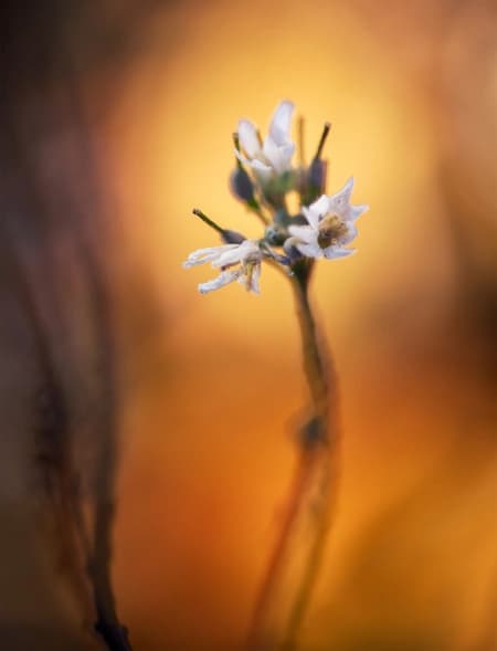Thale cress (Arabidopsis thaliana (L.) Heynh.)