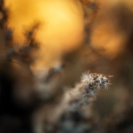 Withering Goldenrod Solidago
