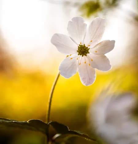 Windflower - Wooden Anemone ( Anemone nemorosa L. )