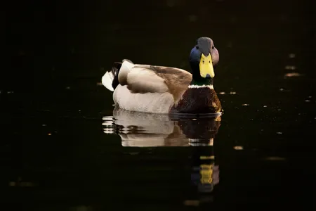 Common Mallard ( Anas platyrhynchos )