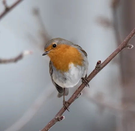 European Robin ( Erithacus rubecula )
