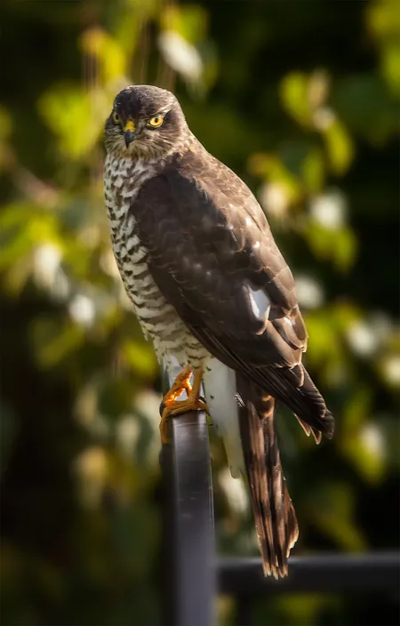Hawk 2023