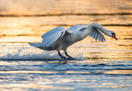 Mute swan ( Cygnus olor )